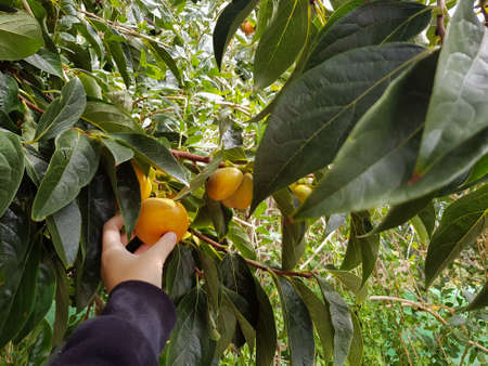 Woman hand taking a persimmon from Diospyros kaki treeの写真素材