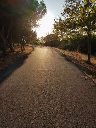 Park path with sun beamの写真素材