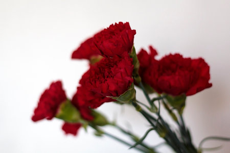 Red carnations against white background. Revolution and April 25 conceptの写真素材