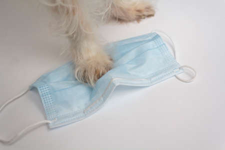 Dog paw on top of covid-19 mask. Covid-19 sniffing dog conceptの写真素材