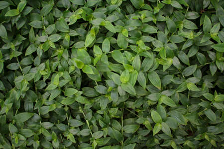 Full frame of green leavesの写真素材