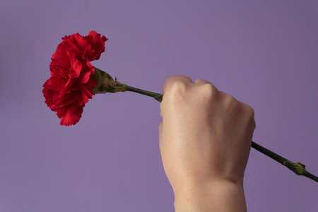 Woman with raised fist holding red carnation against purple background. Freedom, Revolution and April 25 conceptの写真素材
