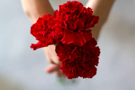 Top view of woman holding red carnations. Revolution and April 25 conceptの写真素材