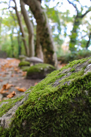 Stone in the forest covered with mossの写真素材