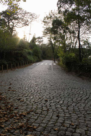 Tree lined cobbled street on autumn dayの写真素材