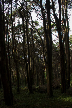 Trees in forest. Dark forestの写真素材