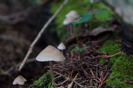 Close-up of little wild mushrooms on forestの写真素材