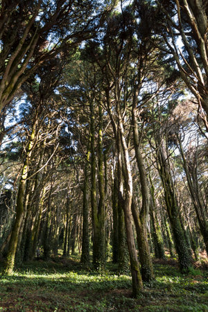 Trees in forest with climbing ivy on trunkの写真素材