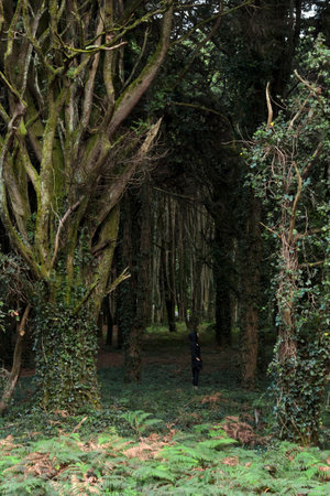 Woman in magical forest with big trees surroundingの写真素材