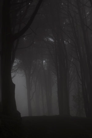 Dark and mysterious forestの写真素材
