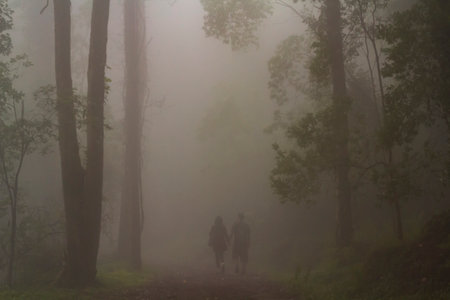 Rear view of Couple holding hands and walking on forest in misty dayの写真素材