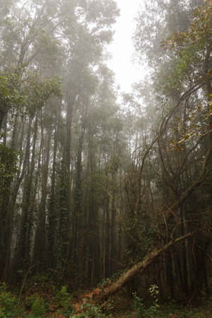 Fallen tree in the forestの写真素材