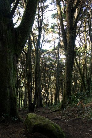 Enchanted forest with trees and rocks covered with mossの写真素材