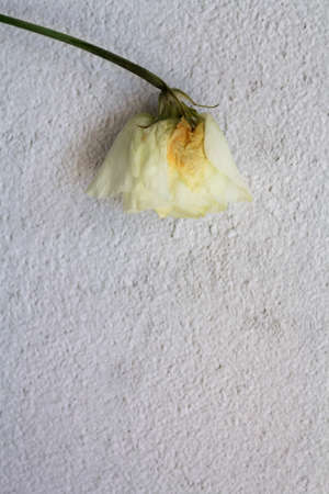 Whitered white flower on white background with copy spaceの写真素材