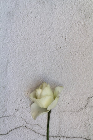 Whitered white flower on white background with copy spaceの写真素材