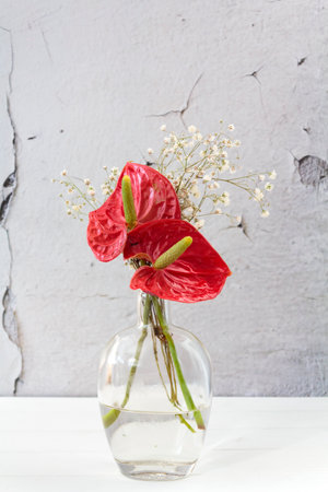 Red Anthurium flower on glass jarの写真素材