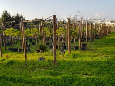 Tree Nursery on a citadine parkの写真素材