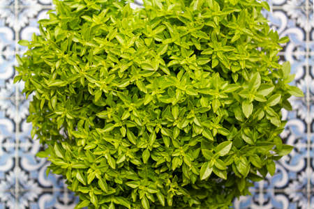 Pot of basil called manjerico, a traditional plant of portuguese popular saintsの写真素材
