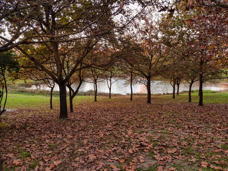 Autumn park with trees and fallen leavesの写真素材