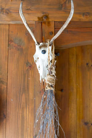 Animal Skull with horns hanging on wooden wallの写真素材