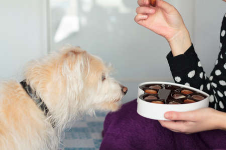 Woman eating valentines chocolate on bed and dog sniffing the boxの写真素材
