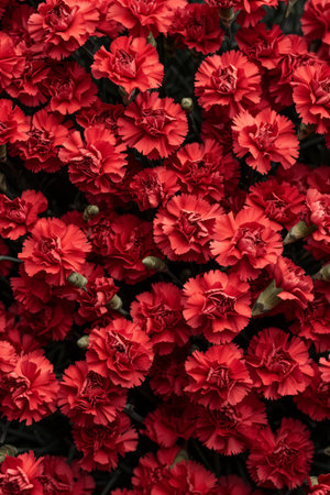 Top view of pile of red carnations flowers as backgroundの素材
