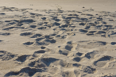 Sandy with footprints on the sand