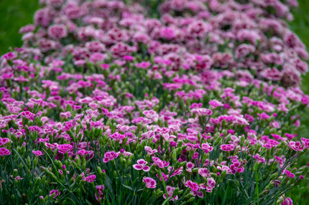 Lots of clove pink carnation flowers blossoming with green grass in the backgroundの写真素材