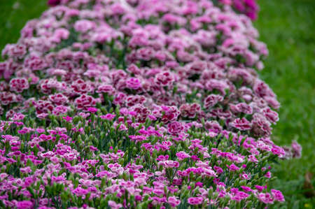 Lots of clove pink carnation flowers blossoming with green grass in the backgroundの写真素材