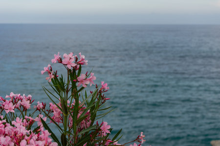 Pink multiheaded flowers blossoming outdoors by the Mediterranean sea