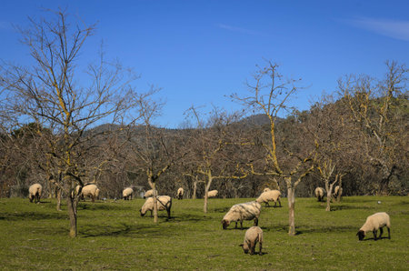 Group of sheep eating grass on sunny dayの写真素材