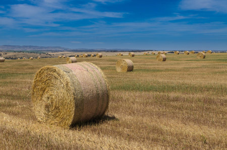 Agricultural landscape with rolled hay at the field