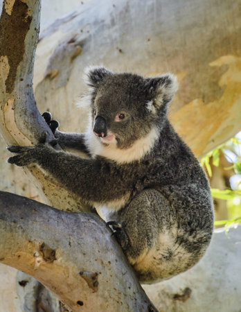 Cute Koala sits on eucalyptus tree Australian bush wildlife animalの写真素材