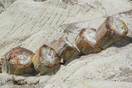 Petrified Tree Fragmentsの写真素材