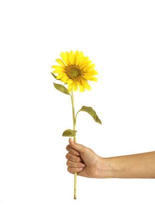 Isolated hand holding a sunflowerの写真素材