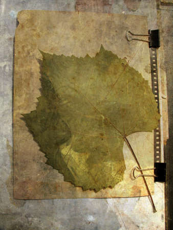 Grunge paper background with grape leafの写真素材
