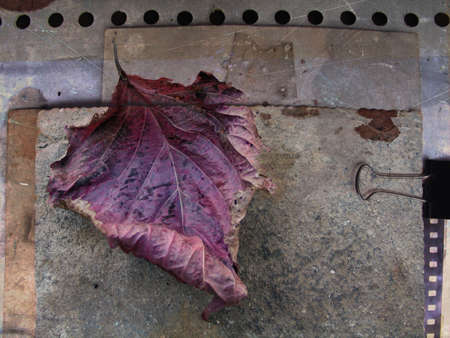 Fallen leaf in grunge background