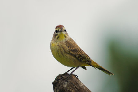 Nature shot of small bird perching on a branchの写真素材