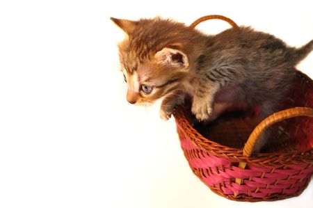Portrait of small kitten inside a basket - isolatedの写真素材