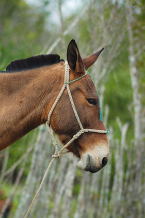 Detail of donkey head against green vegetation backgroundの写真素材