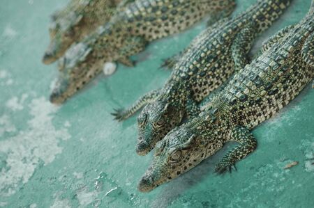 baby Alligators on green surfaceの写真素材