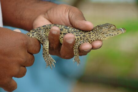 Man holding baby crocodile - cuban alligatorの写真素材