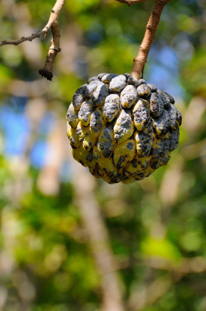Detail of textured tropical fruit hanging from tree - sugar-apple