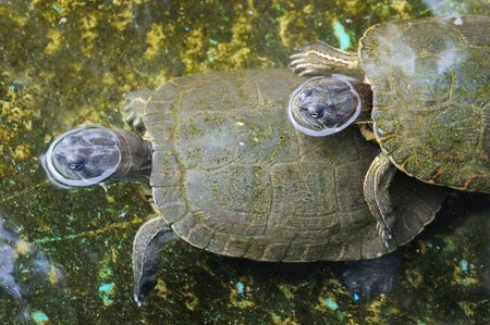 A couple of turtles copulatingの写真素材