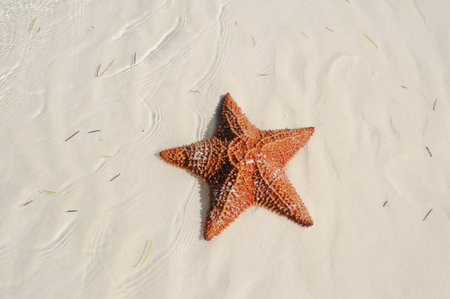 A view of starfish over sand texture on tropical beach - cuba