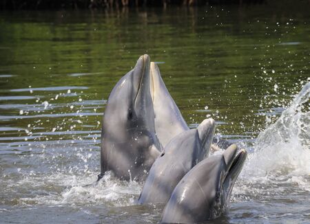 A view of dolphins swimming on natural backgroundの写真素材