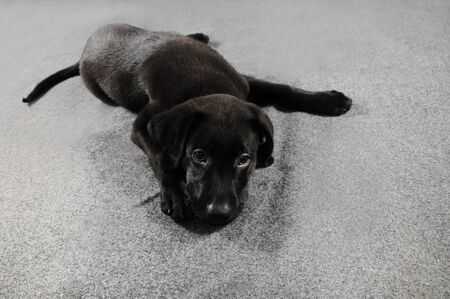 Portrait of black labrador retriever puppy over gray surfaceの写真素材