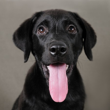 Portrait of black labrador retriever puppy with tongue outの写真素材