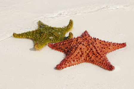 Two starfishes in green and orange over the sand 