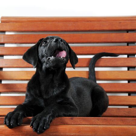 Portrait of cute black labrador retriever puppy の写真素材